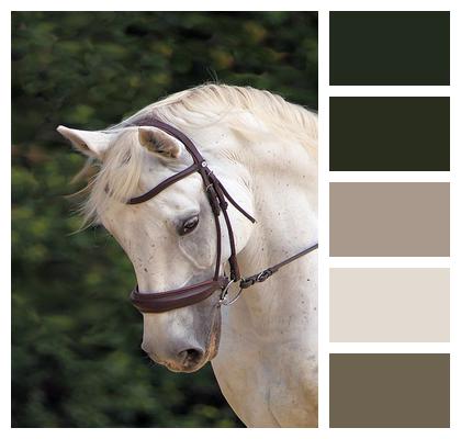 Horse White Phone Wallpaper Image